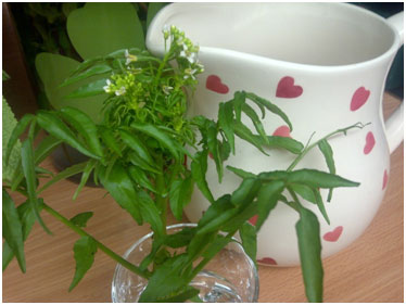 Wild watercress, freshly harvested for our morning smoothie.