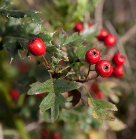 Hawthorn berry Cranleigh house