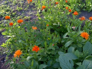 marigolds