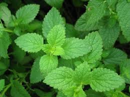 mint leaf cranleigh house garden