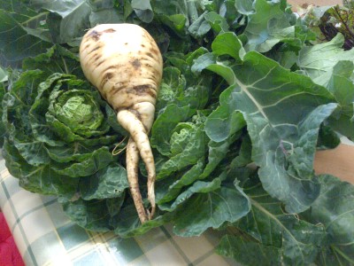 parsnip