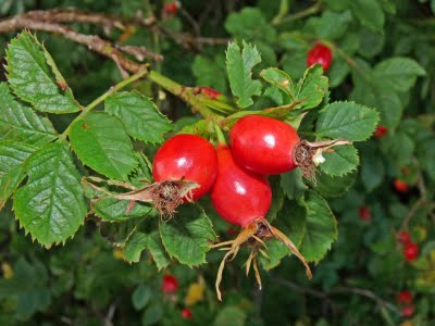 rosehip detox