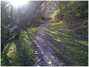 Walk Camino Devon UK