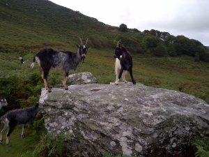 wild goats lynton